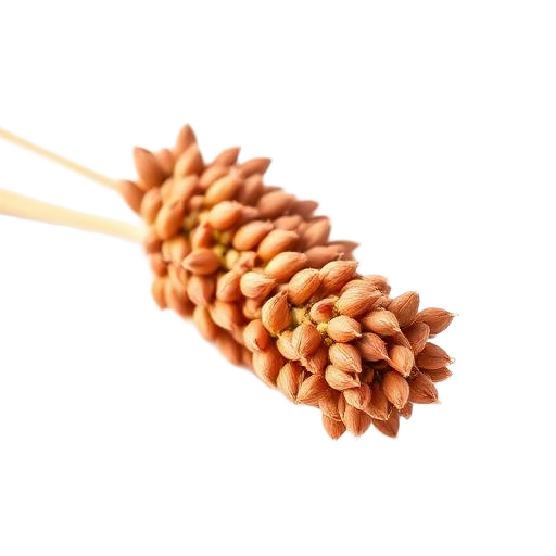 Sorgo